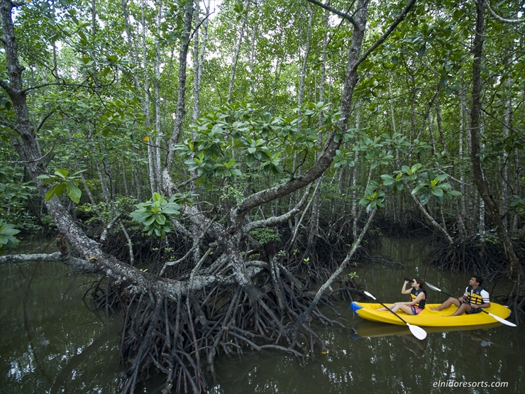マングローブツアー(MANGROVE RIVER TOUR)