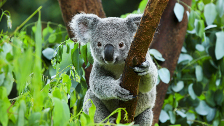 かわいいコアラ／オーストラリア