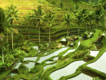 棚田を眺めながらランチ