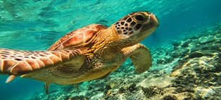 ギリ・トラワンガン島