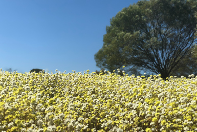 キングスパーク