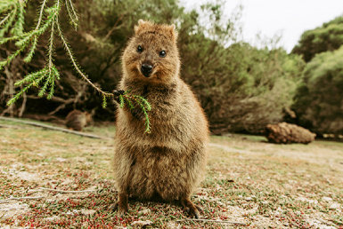 ロットネスト島