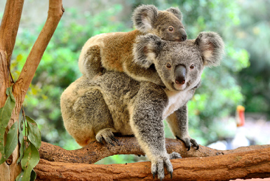 カバシャム・ワイルドライフ・パーク