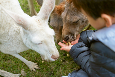 カバシャム・ワイルドライフ・パーク