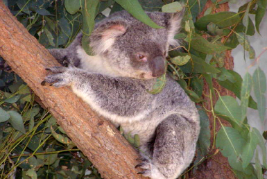 ポート・スティーブンス