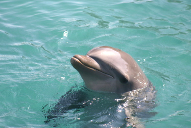 ポート・スティーブンス