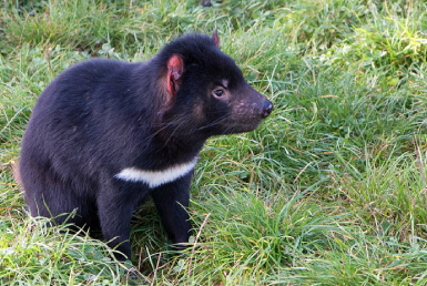 動物園で固有種と触れ合う