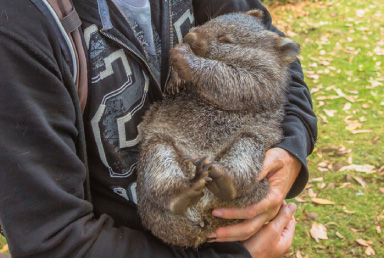 動物園で固有種と触れ合う