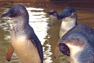 世界で1番小さなペンギンに出会う