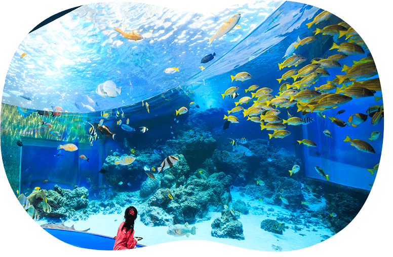 水面がキラキラと輝き熱帯魚が泳ぎ回る熱帯魚の海の水槽