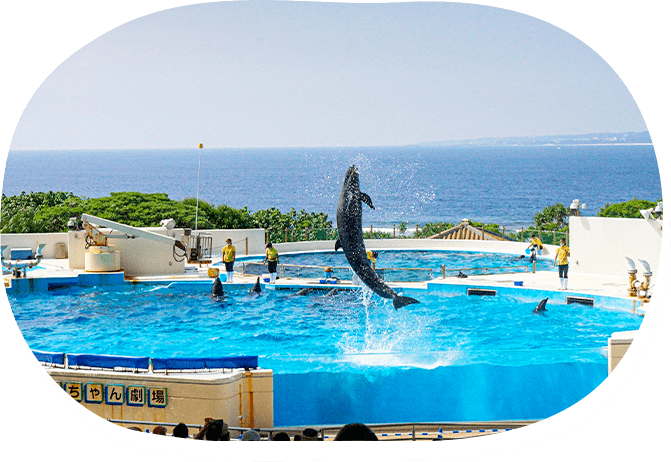 イルカショー