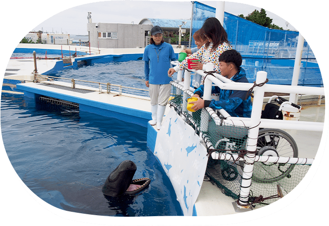 イルカ給餌体験