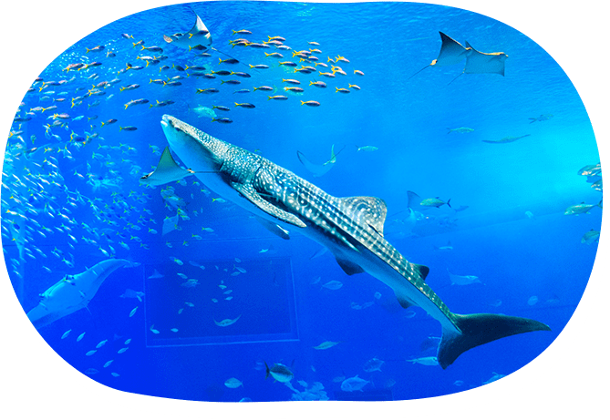 「黒潮の海」の解説プログラム