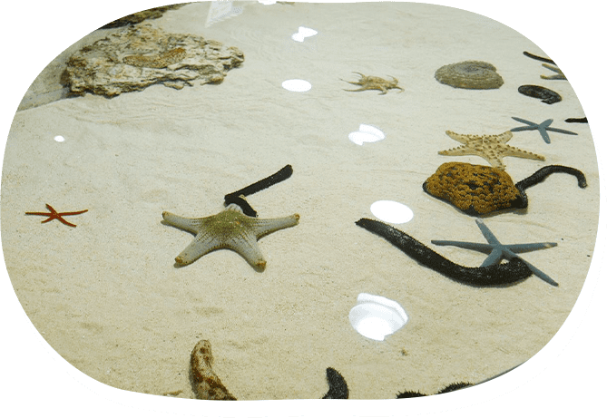 イノーの生き物たち