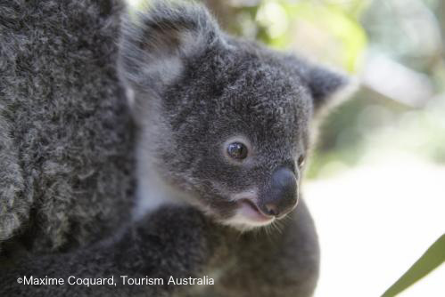 ふわふわのコアラ　©Maxime Coquard, Tourism Australia