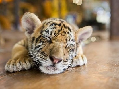 チェンマイ：タイガーキングダム 運が良ければ赤ちゃんトラと触れ合えるかも？！