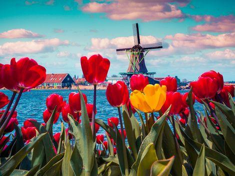 アムステルダム　風車とチューリップ
