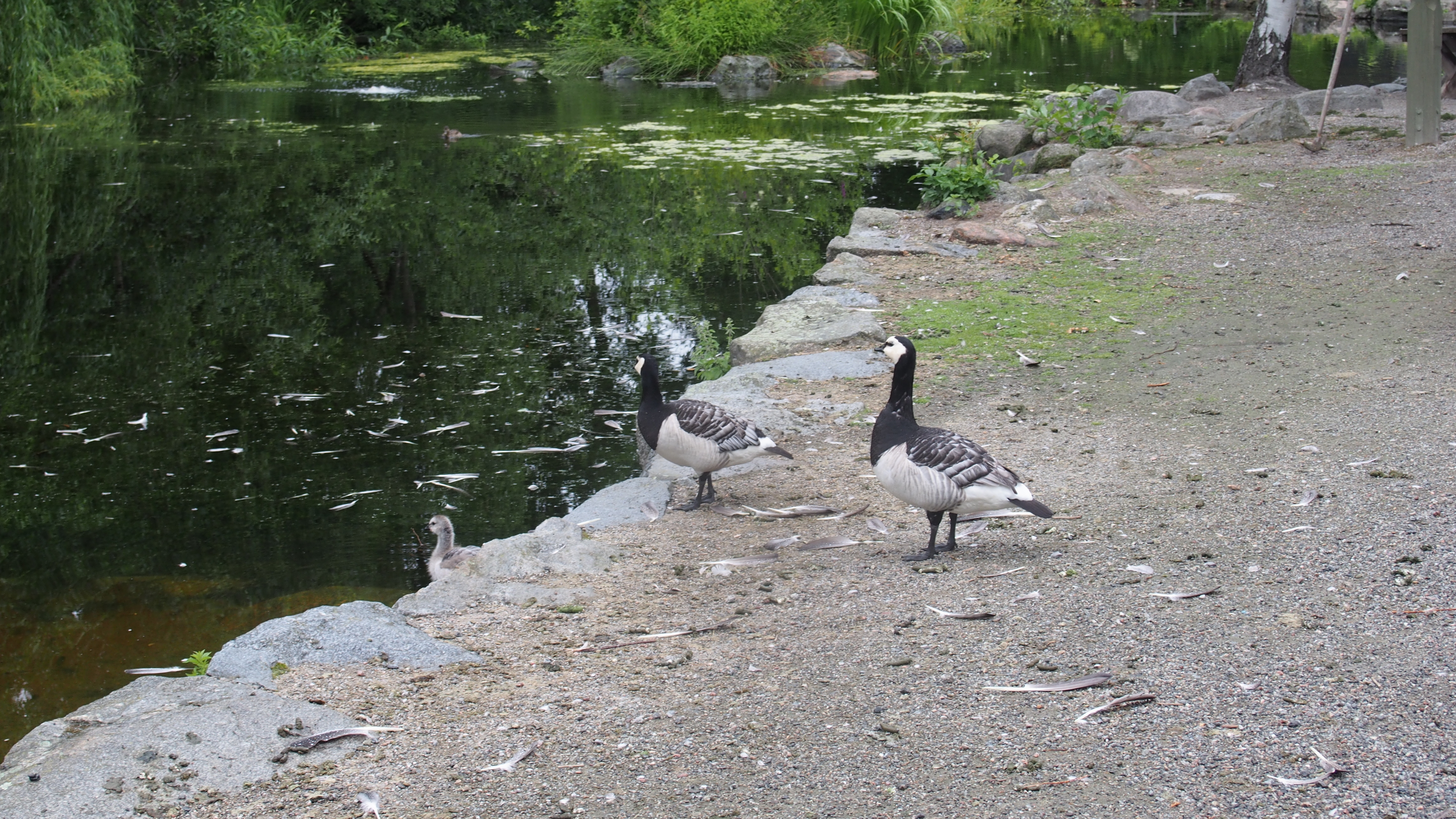 野外博物館「スカンセン」