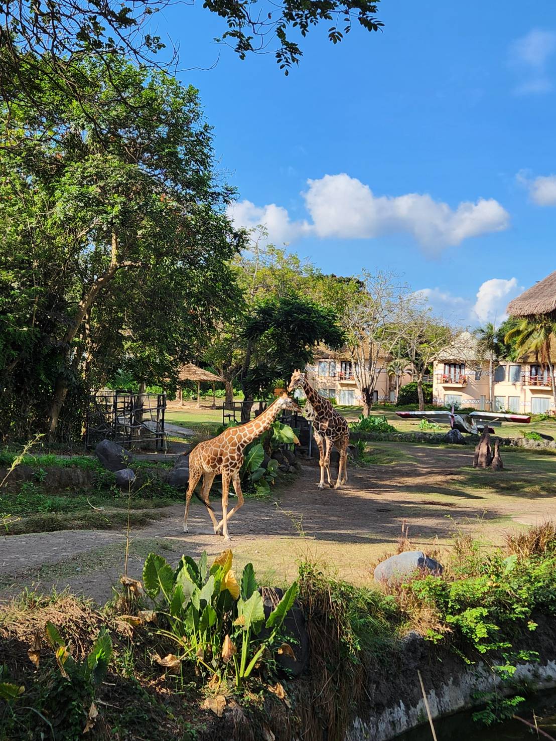 ホテル内で色々な動物に出会えます