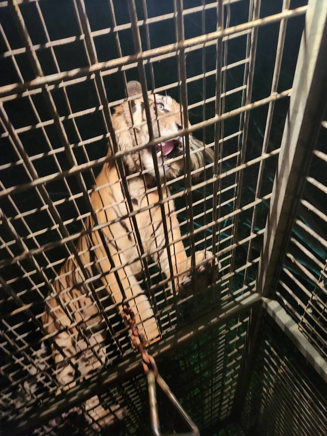 迫力満点のライオン！