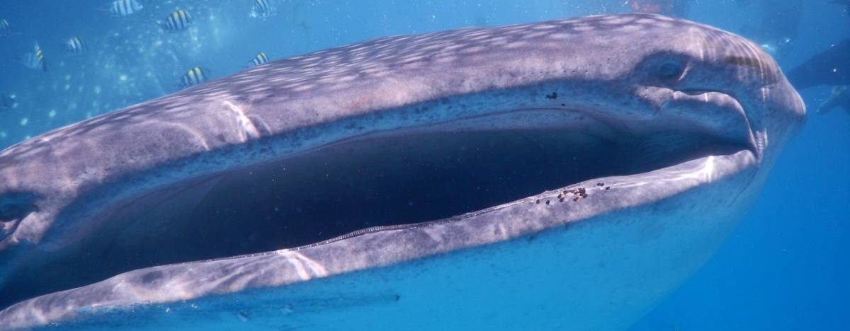 ボホールツアー（ジンベイザメ）