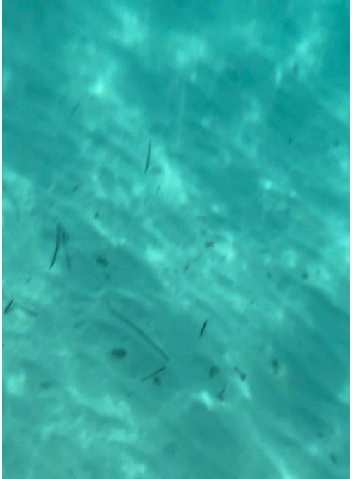 美しかったブルーラグーン