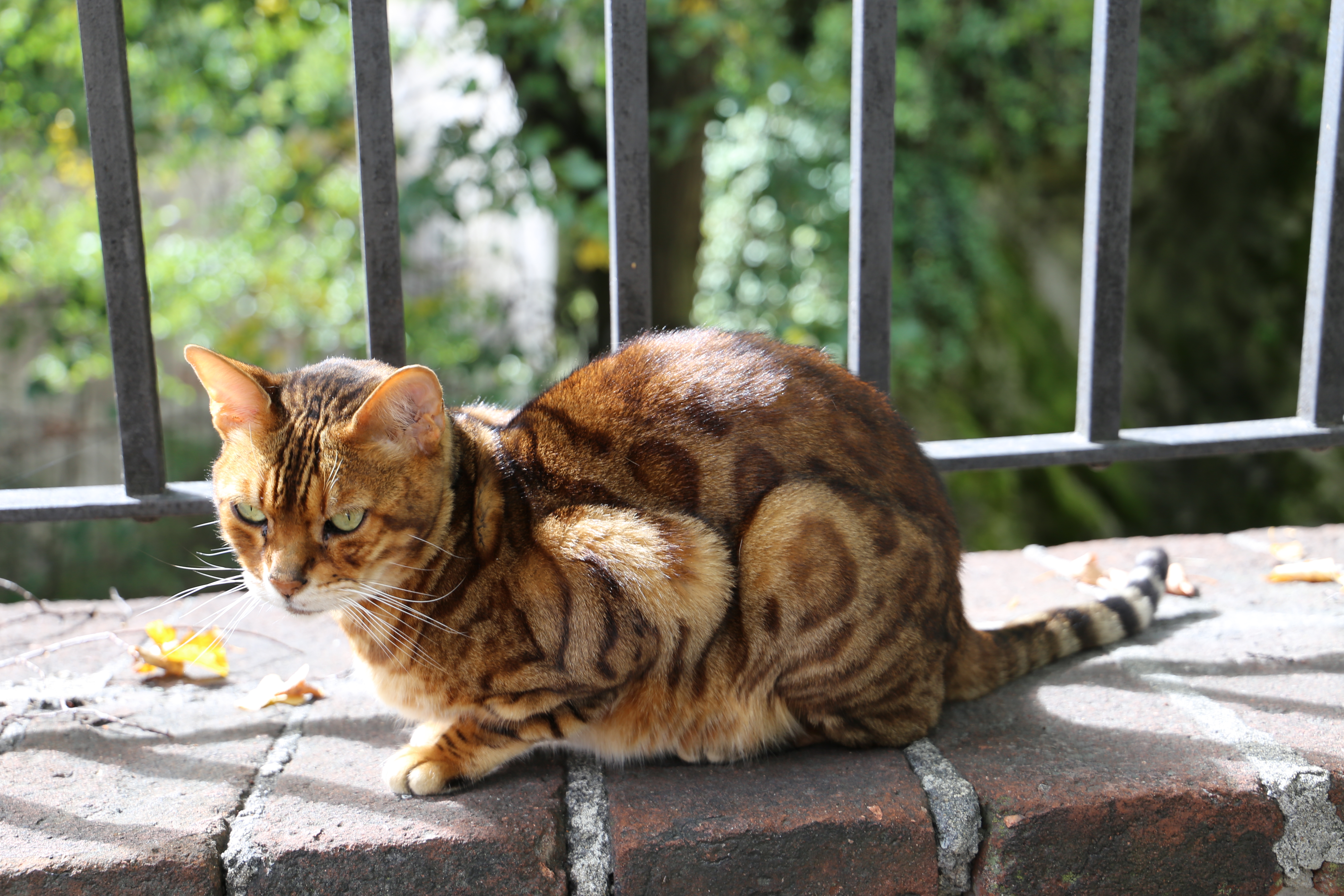 チェスキークルムロフの猫