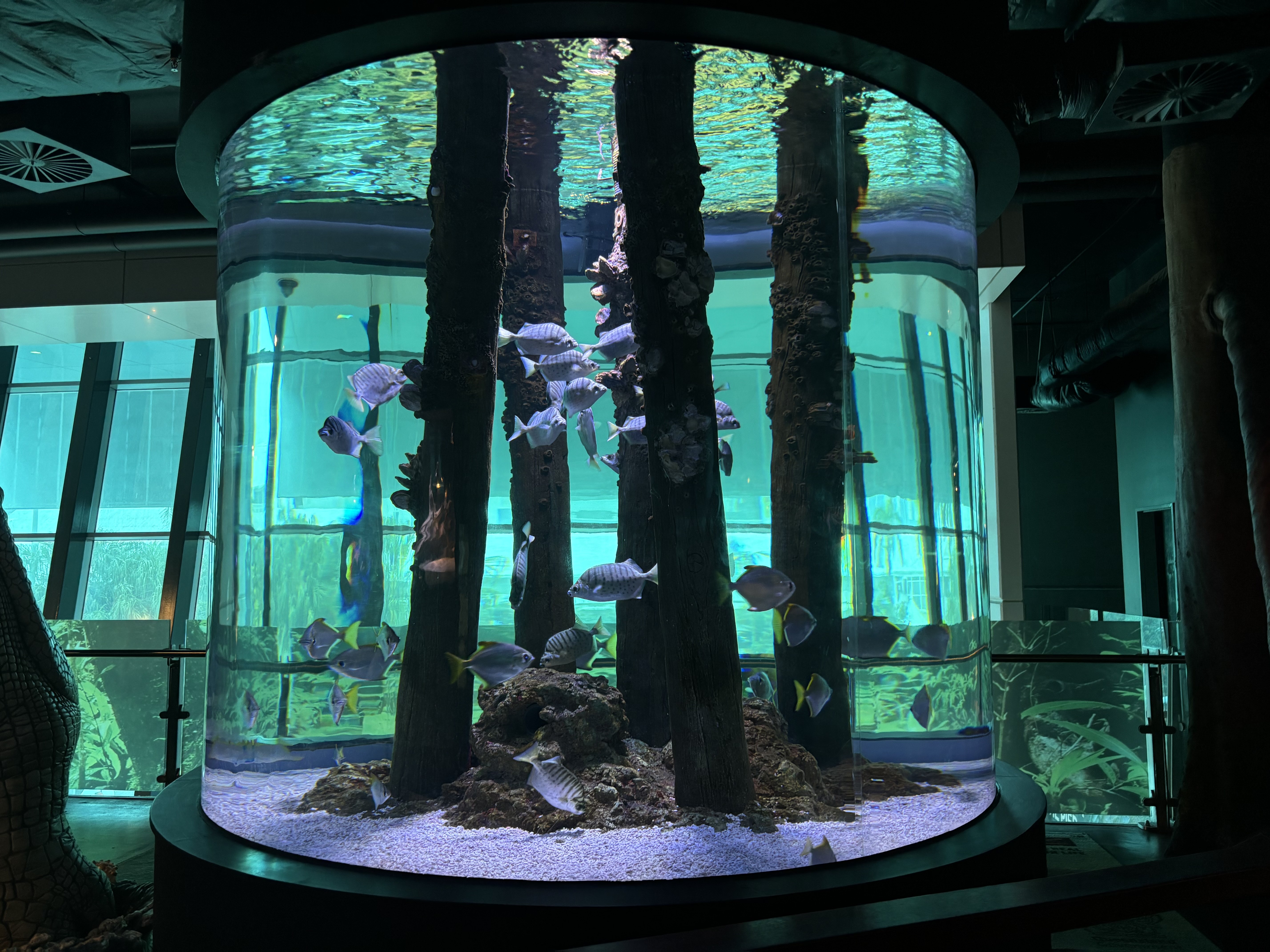 ケアンズ水族館