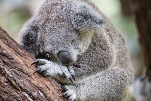 コアラ