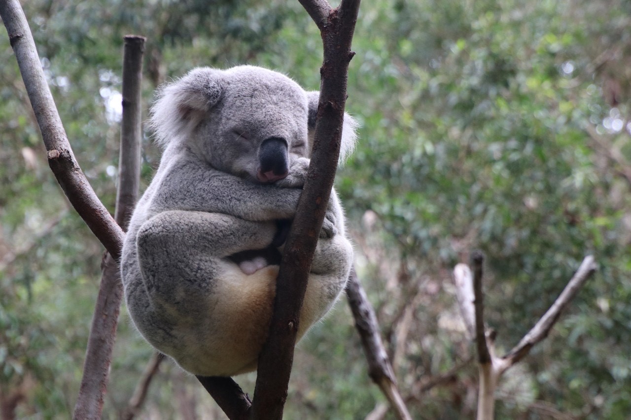 シドニー動物園