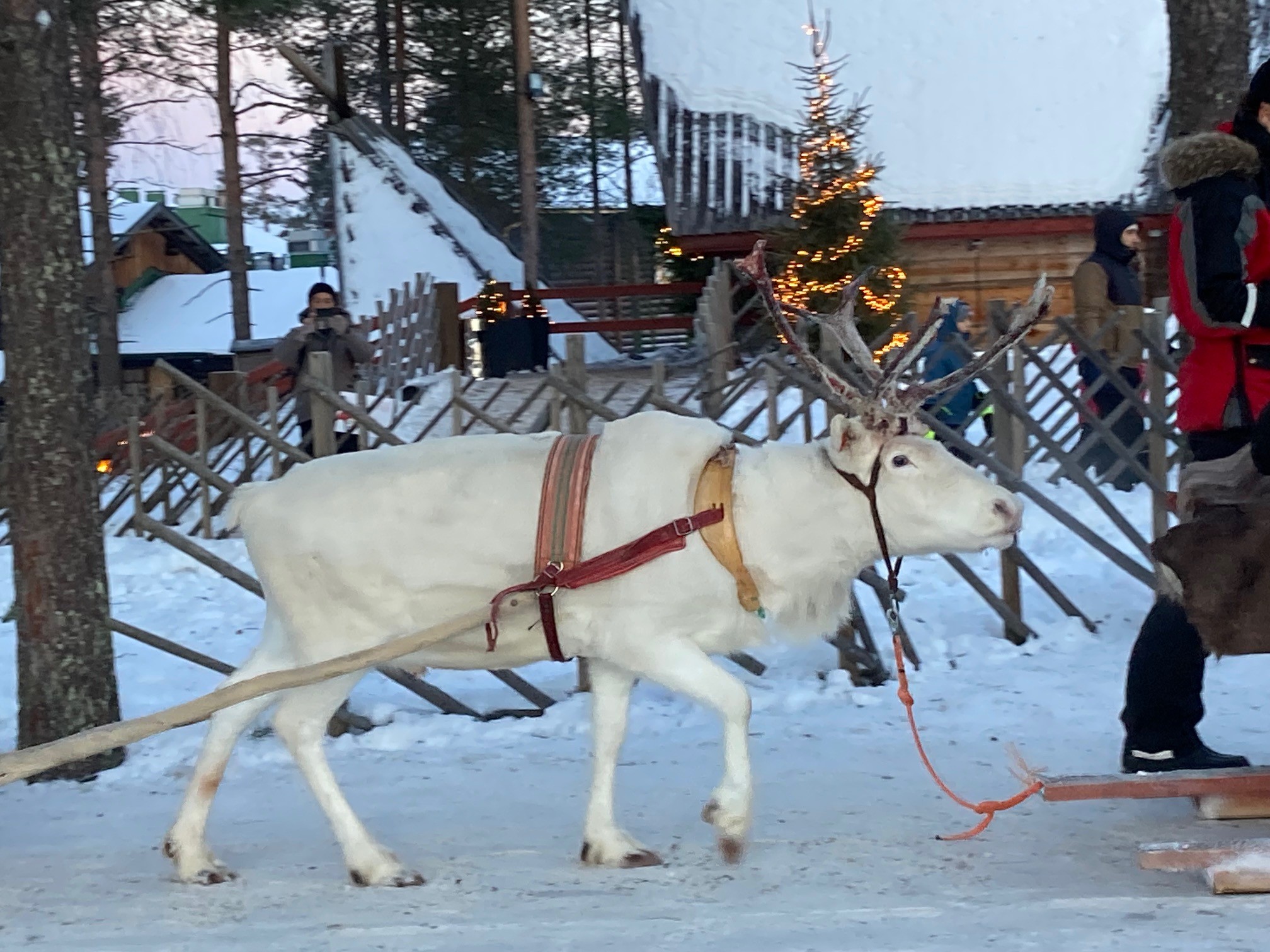 ビレッジ内のトナカイ
