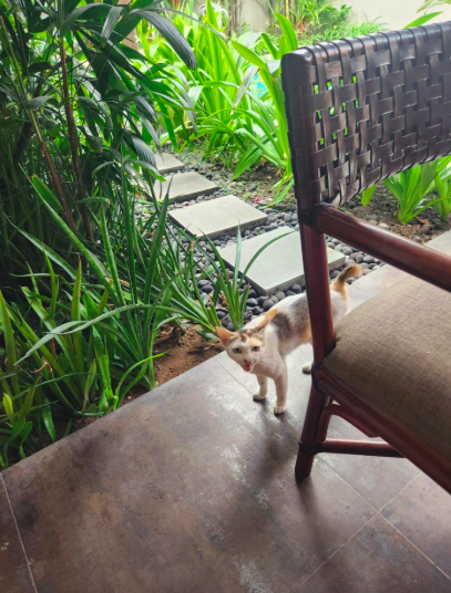 お部屋に猫がやってきます