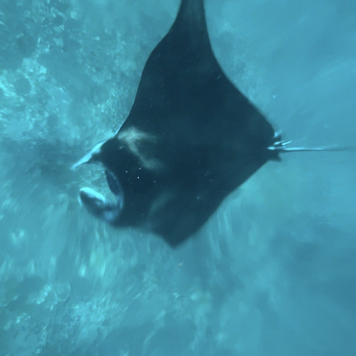 マンタと泳ぎました！