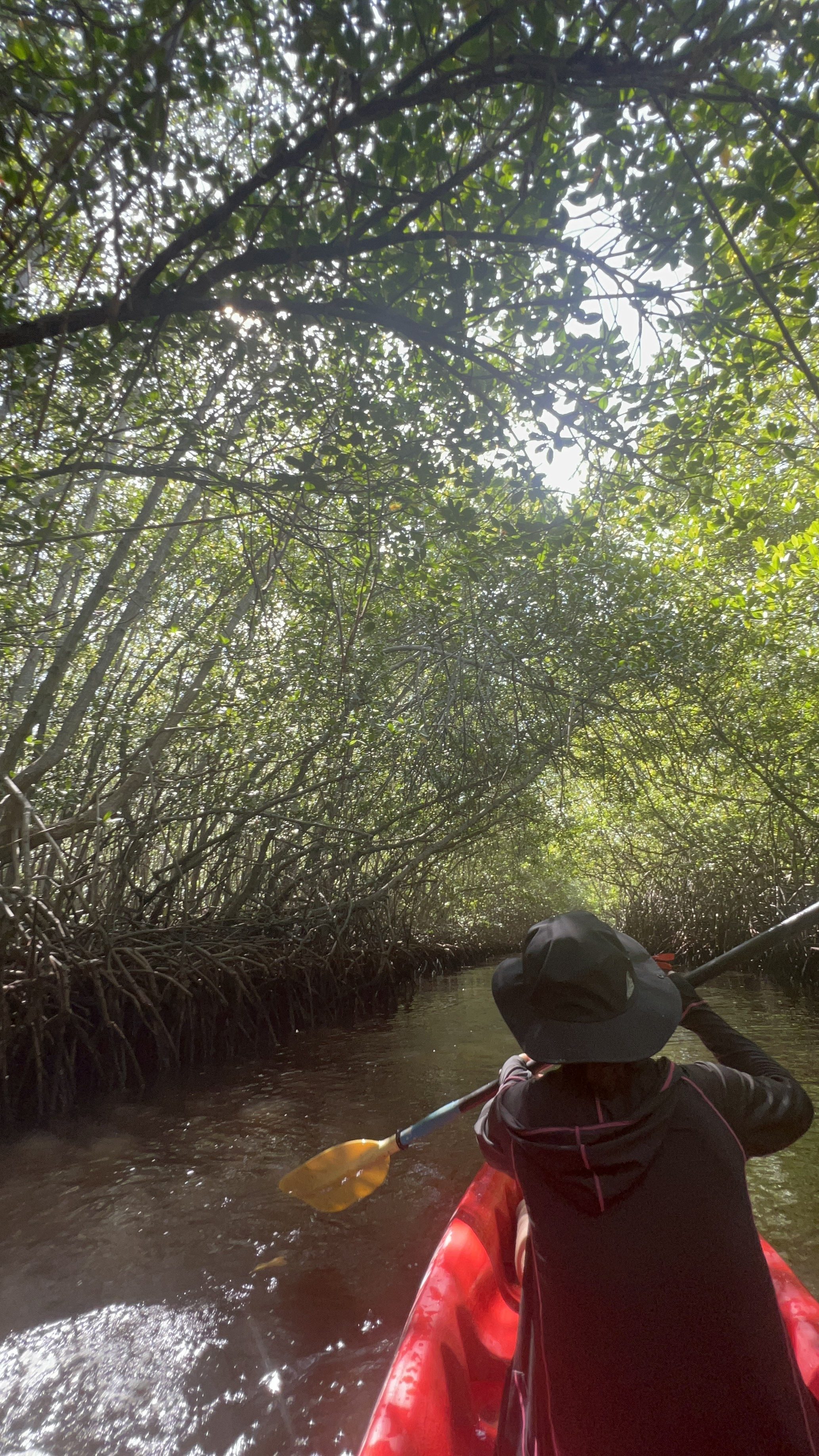 カヤックでのマングローブ巡り