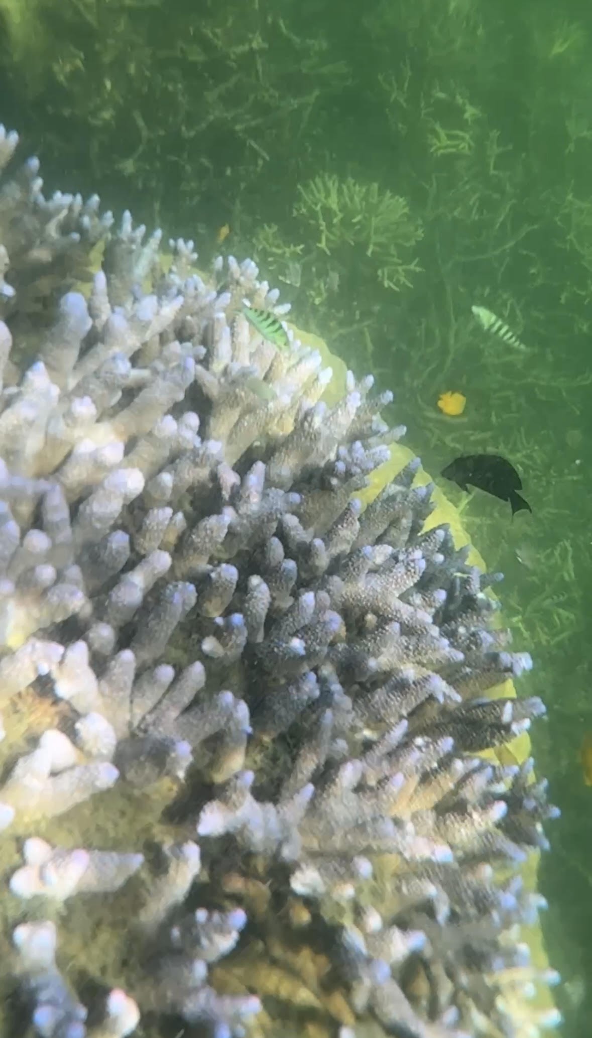 グレートバリアリーフ