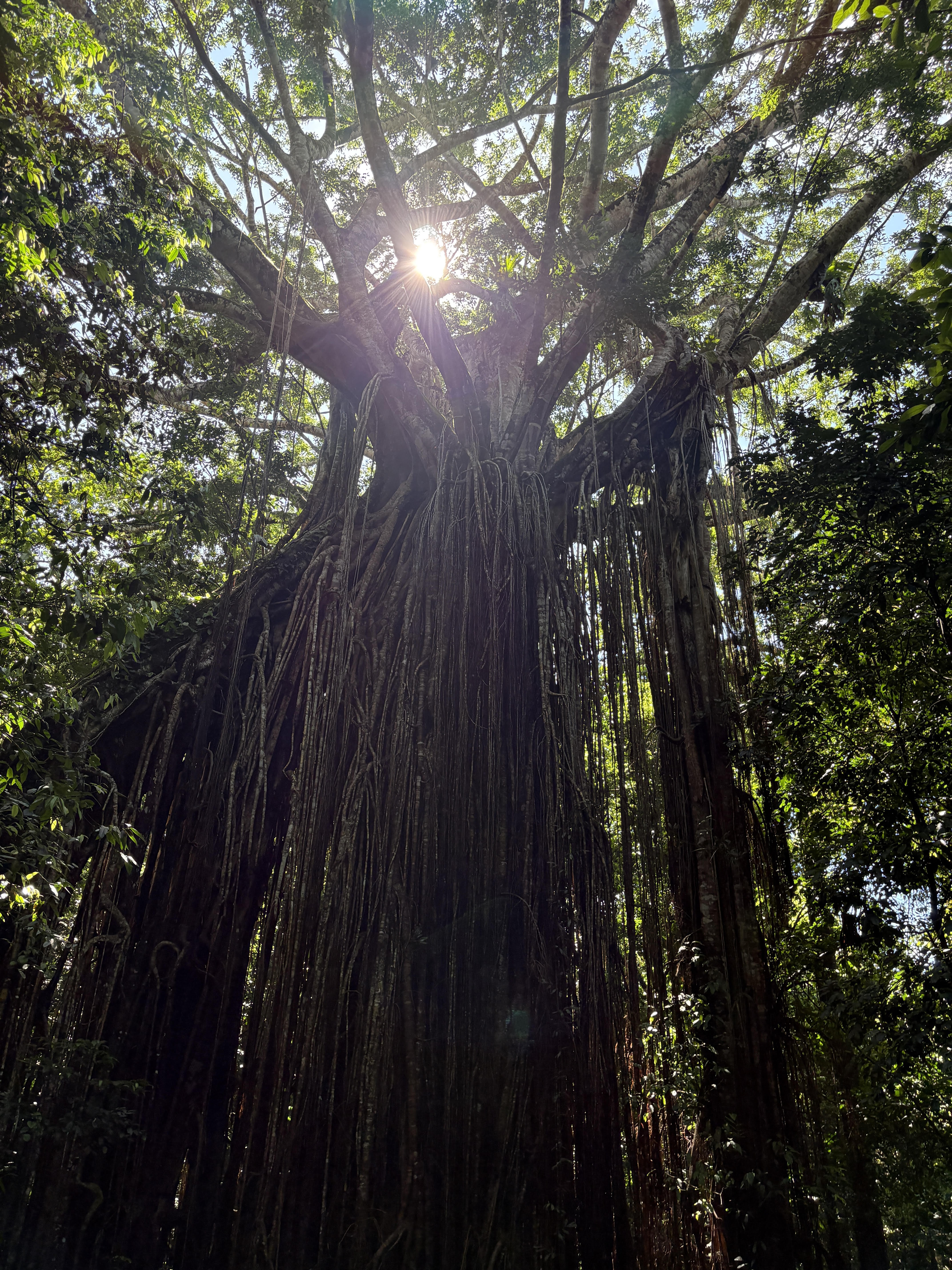 カーテンフィグツリー