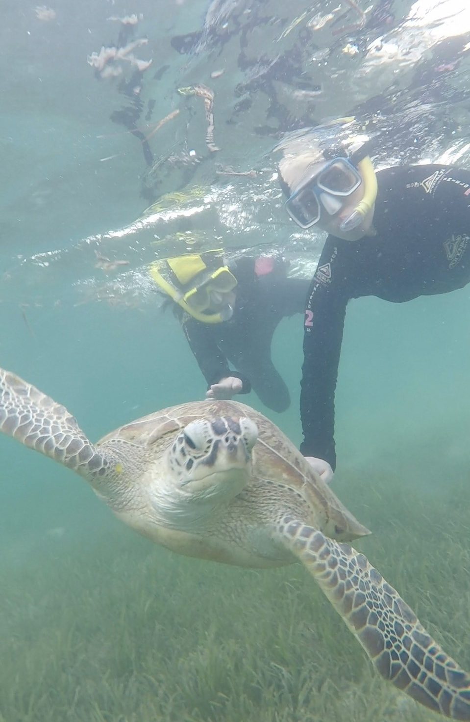 ウミガメと一緒に泳ぎ感動しました！