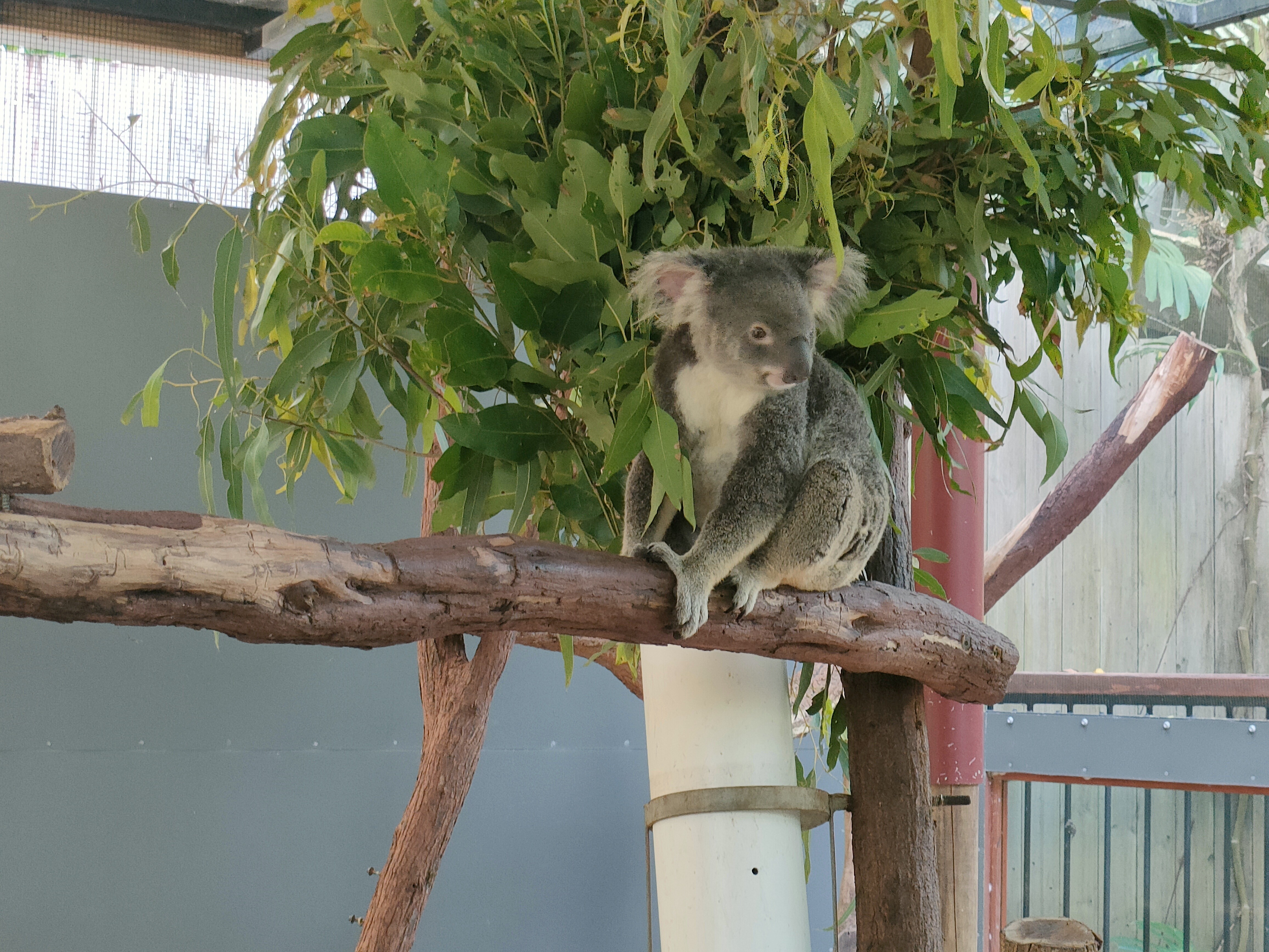 動物園のコアラ