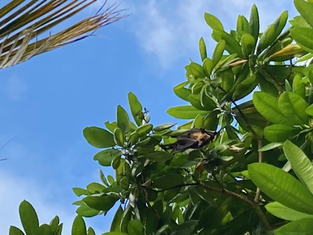 途中の森にはフルーツバッドが！