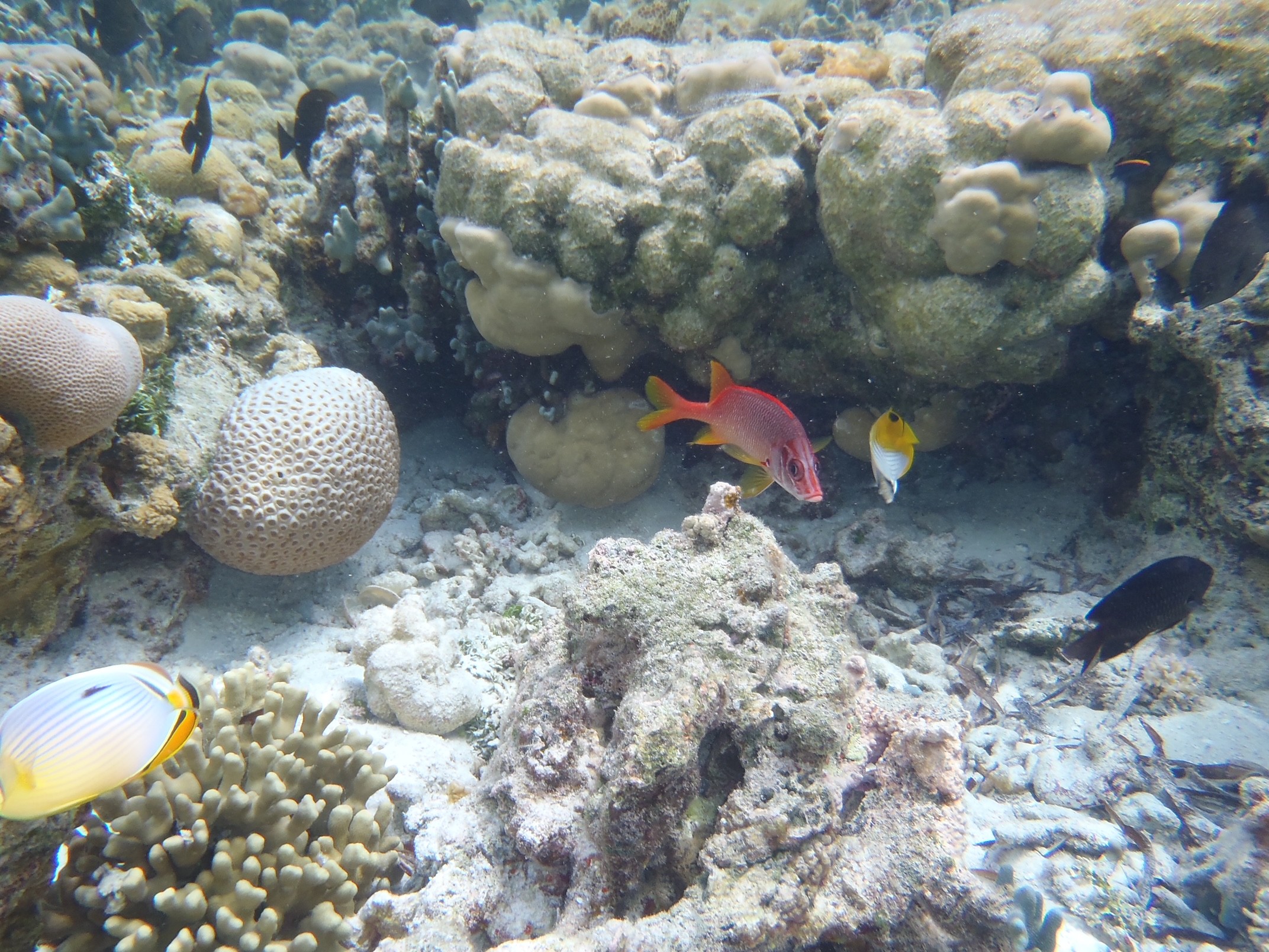 綺麗な魚がたくさん見れました
