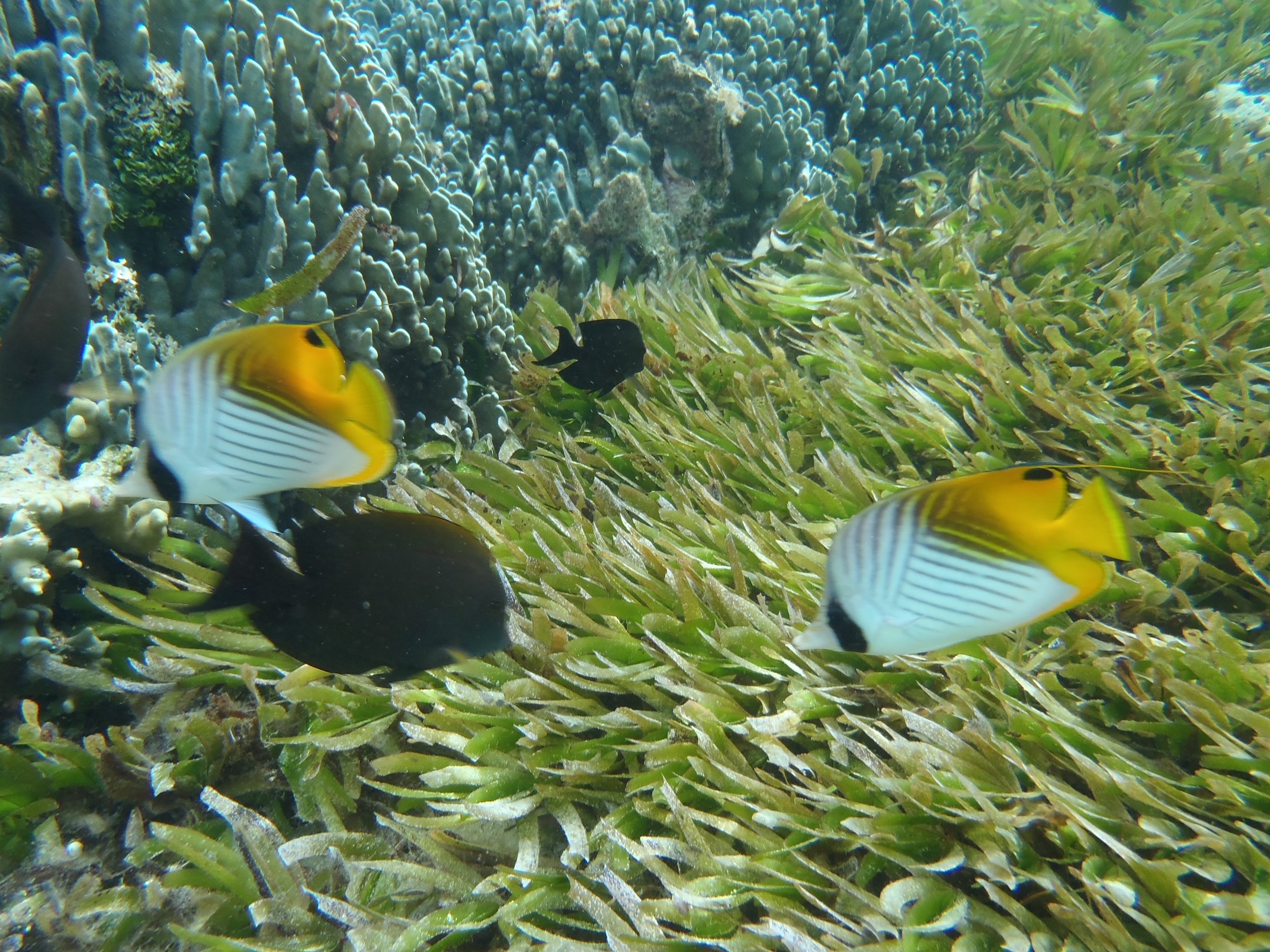 シュノーケルを楽しみました