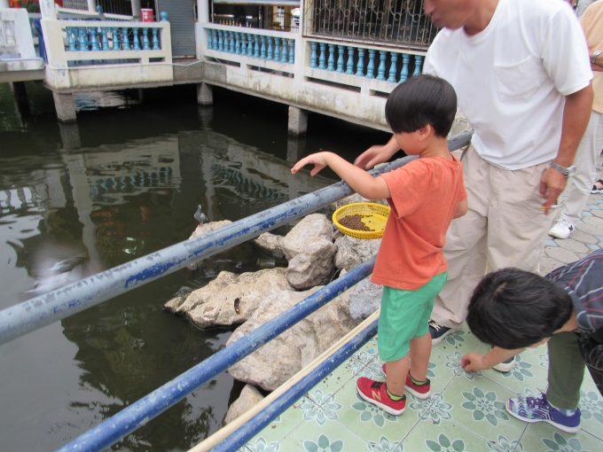 餌を上げる様子