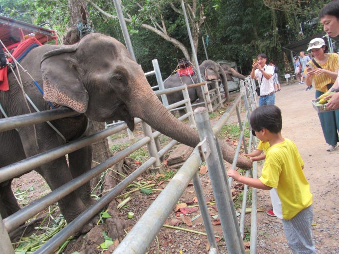 象との触れ合い