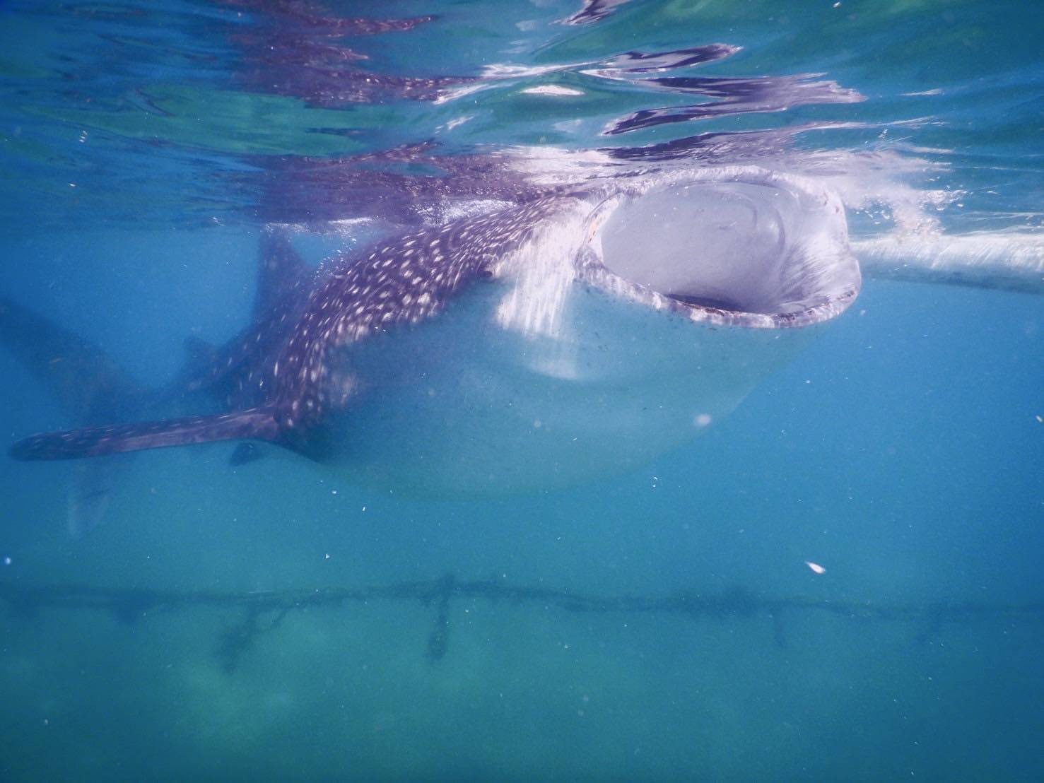 目の前を泳ぐジンベイザメ