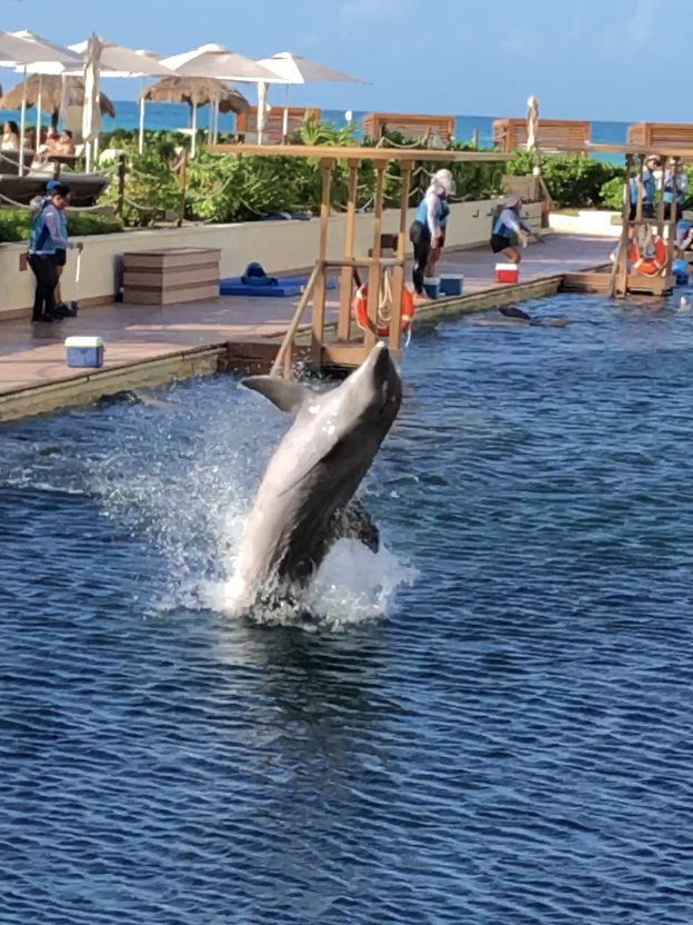 ドルフィントレーニングを見学