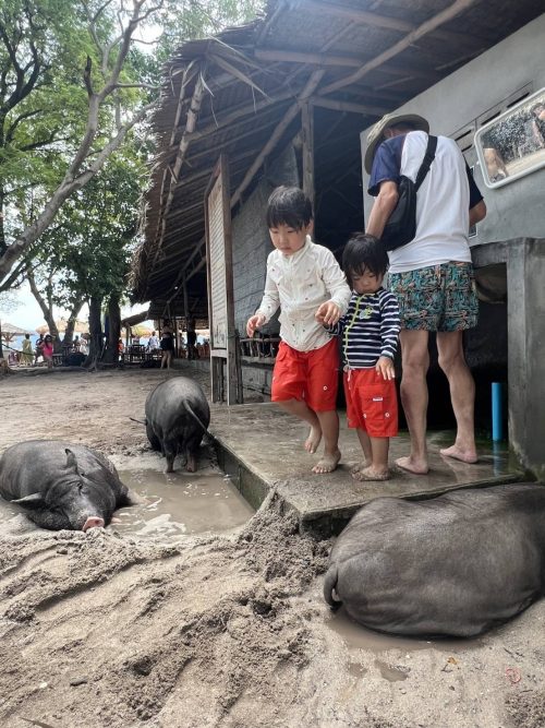 ピッグアイランド＆コラール（タン）島ツアー