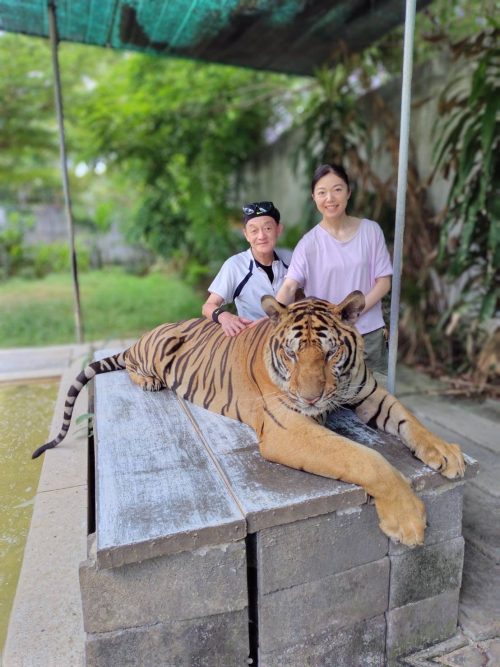 トラと写真撮影