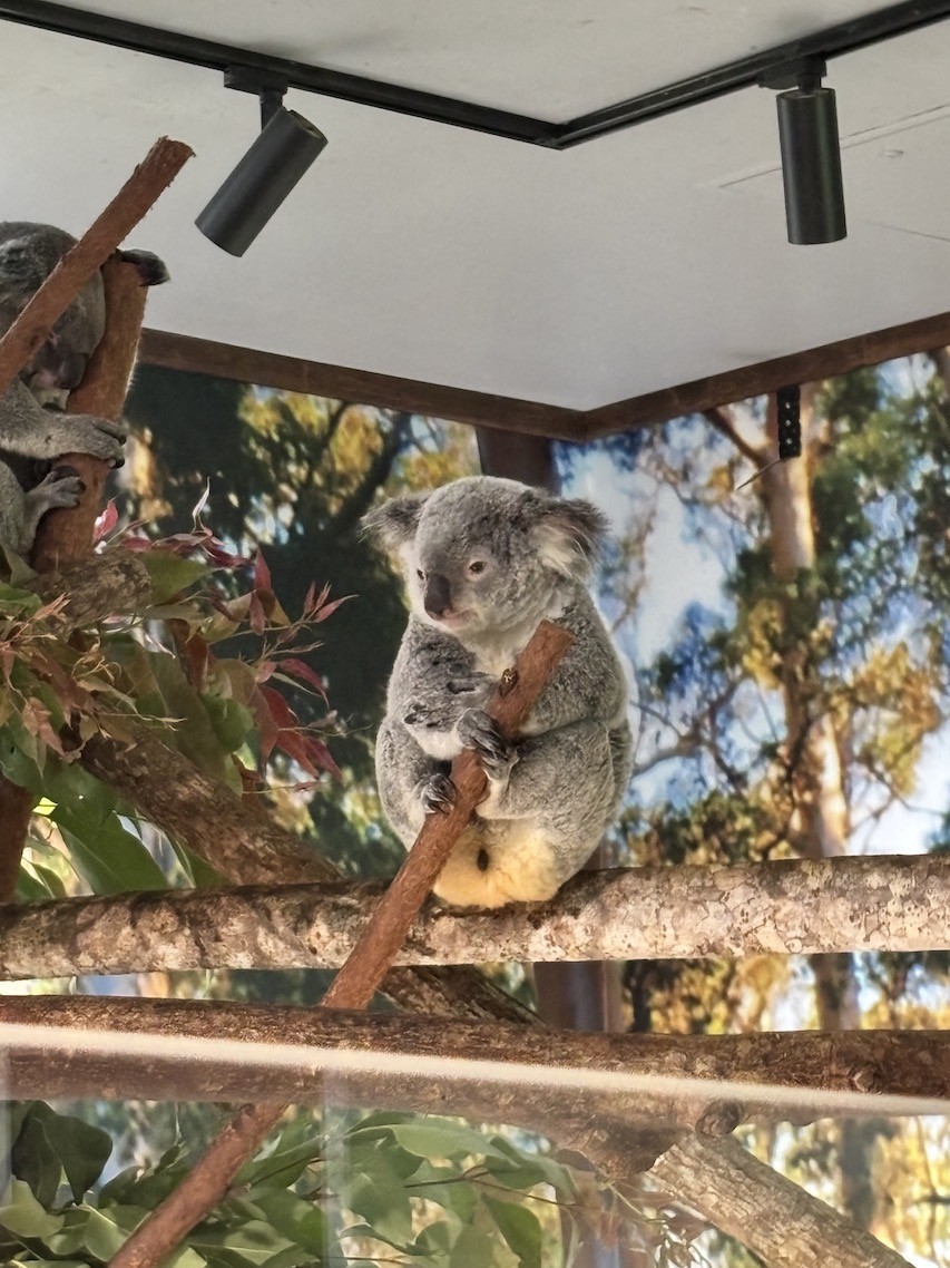 可愛いコアラとご対面