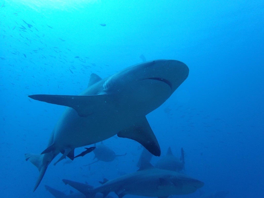 シャークダイブ