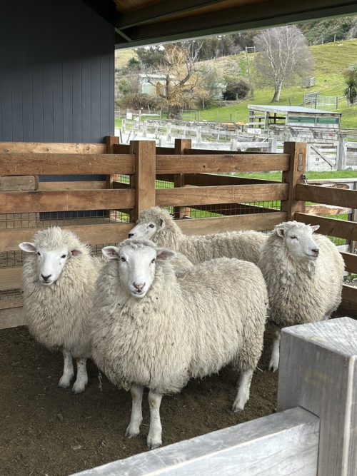 可愛い羊たちに癒されました